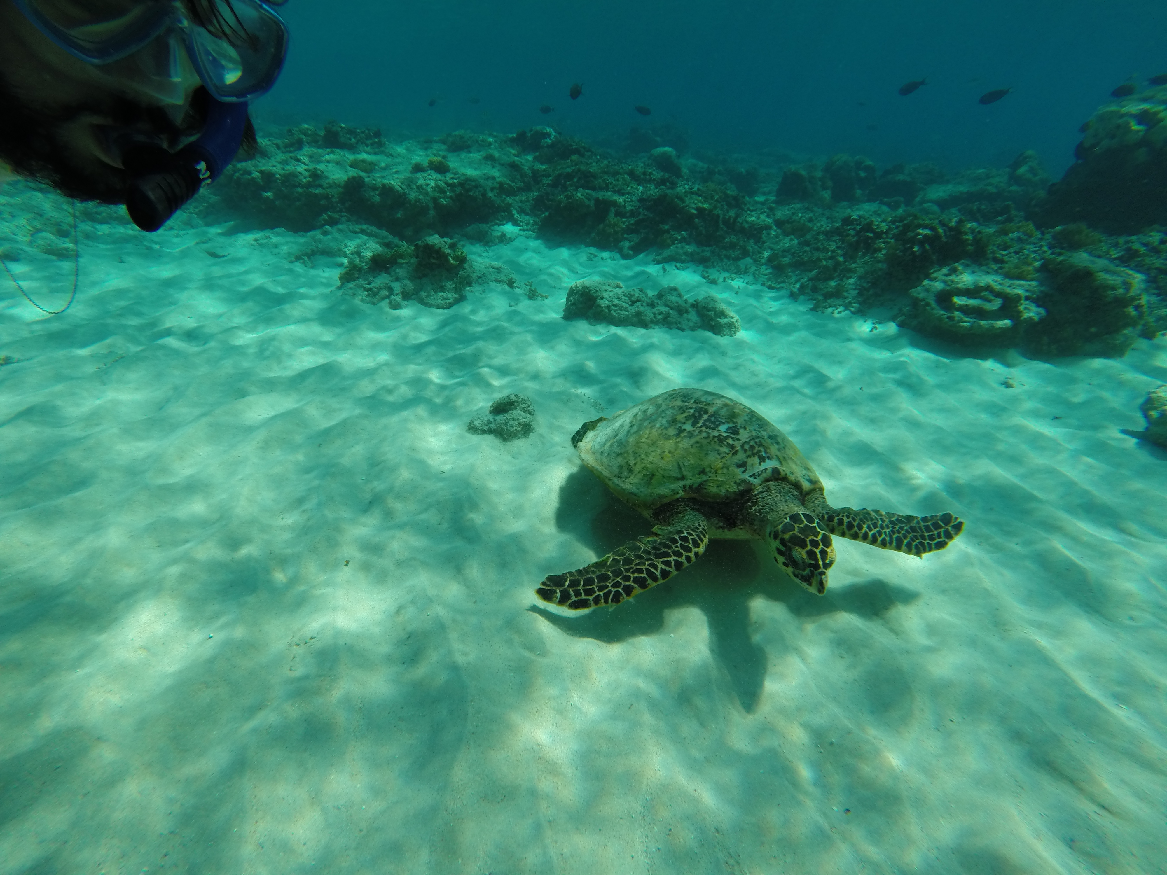 Viajar a Bali para ver tortugas marinas